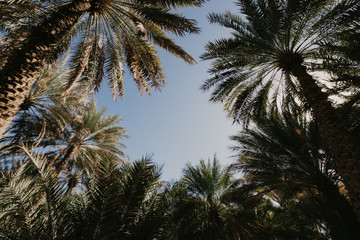 Fototapeta na wymiar Palm trees against blue sky- Image