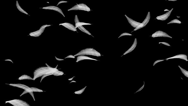White Feathers Looping Motion. This stock motion graphics clip shows looping 4 sets of feathers flying through a transparent alpha channel background. The 4 clips in pack show falling and fly left. Us