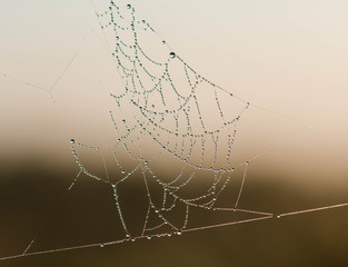 Cobwebs - the secret of the spider glands, which soon after release freezes in the form of threads....