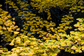 Villa Pisani (La Nazionale), Riviera del Brenta, Veneto