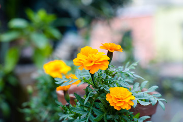 Yellow and orange marigold flowers. Tagetes is a genus or perennial, mostly herbaceous plants in the sunflower family. Naturally Blooms in golden, orange, yellow, white colors, with maroon highlights.