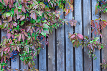 Wood lattice with red leaves of wild grapes
