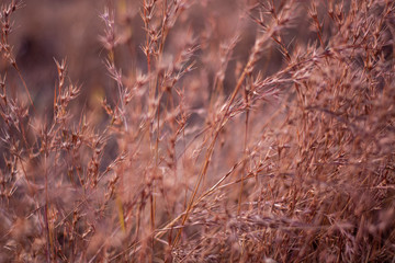 grass and sky