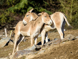Turkmenian kulan (Equus hemionus kulan)