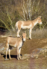 Naklejka na ściany i meble Turkmenian kulan (Equus hemionus kulan)