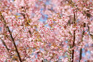 Obraz premium Wild Himalayan Cherry Blossoms in spring season (Prunus cerasoides), Sakura in Thailand, selective focus, Phu Lom Lo, Loei, Thailand.
