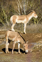 Turkmenian kulan (Equus hemionus kulan)