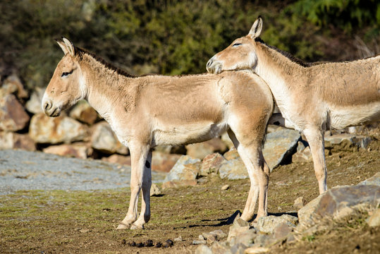 Turkmenian kulan (Equus hemionus kulan)