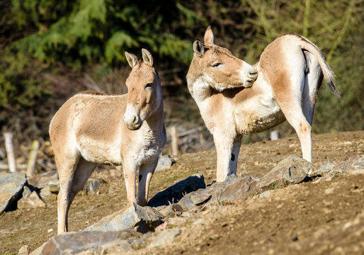 Turkmenian kulan (Equus hemionus kulan)