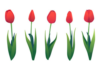 Vector set of various red tulips. Spring flowers isolated decorative elements