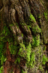 Green moss on bark in rainforest, tropical nature environment ecosystem.