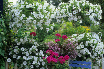 Pétunias sur un balcon