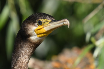 great cormorant - Phalacrocorax carbo