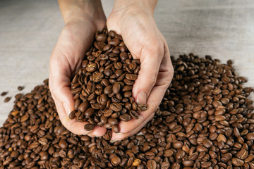 Coffee beans in hands. Hands take a handful of coffee beans from burlap bag.