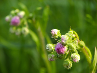 common fleabane