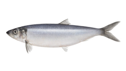 Fish herring isolated on white background