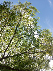 Beautiful green nature picture of the tree, sky and Sunshine.