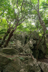 Fototapeta na wymiar ジャングルと巨石