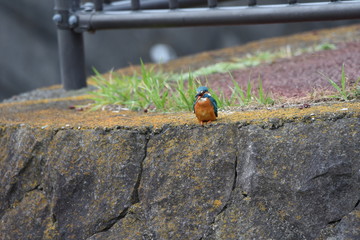 A kiongfisher in the riverside.