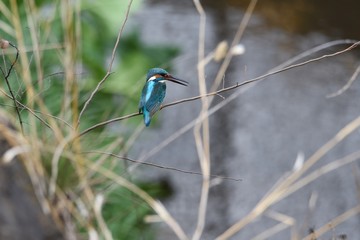 A kiongfisher in the riverside.