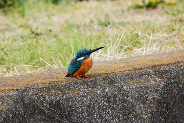 A kiongfisher in the riverside.