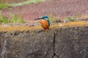 A kiongfisher in the riverside.