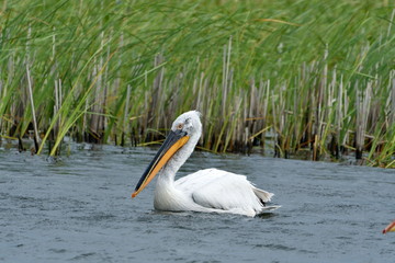 Fototapeta na wymiar dalmatian pelican - pelecanus crispus