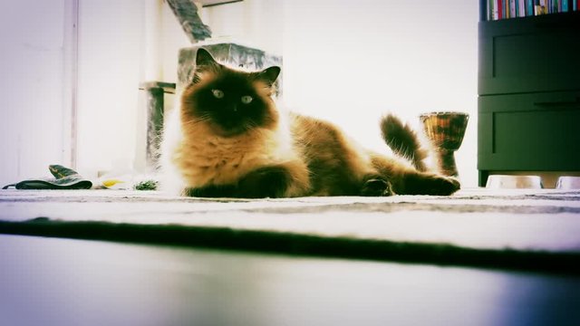 Elegant Birman also called the Sacred Cat of Burma domestic cat breed being curious in carpet in the living room with cat tree in the background 