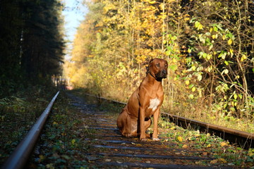 Rhodesian Ridgeback Early Autumn. Sunny autumn day