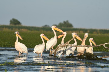 white pelican - pelecanus onocrotalus