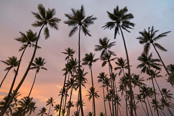 Fototapeta na wymiar Kokospalmen an karibischem Strand bei Abendlicht