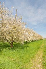 Naklejka premium Spring tree in blossom