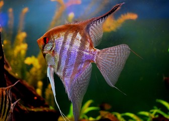 Scalaria (Pterophyllum) - a genus of fishes of family tsichlovyh