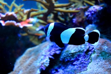 Aquarium fish Black and white fish clown (Amphiprion ocellaris)