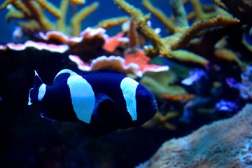 Fototapeta na wymiar Aquarium fish Black and white fish clown (Amphiprion ocellaris)