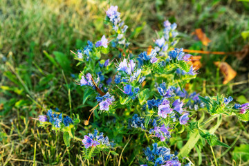 Perennial medicinal plant bruise ordinary on the field on a warm summer day.