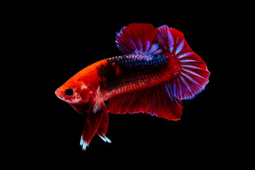 Betta fish Fight in the aquarium