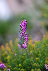 Obraz premium Schneeheide (Erica carnea)