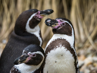 The Humboldt Penguins (Spheniscus humboldti) standing on rock