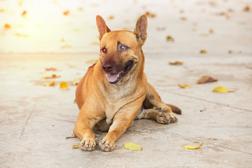 Fototapeta premium Happy dogs on the cement floor
