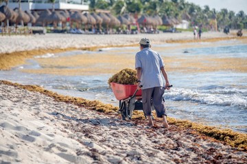 Mexican male worker pulling a wheel barrow full of problem Sargassum seaweed as he cleans up a beach on the caribbean coast in Mexico