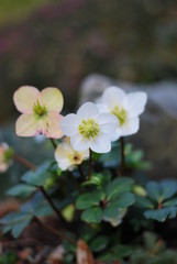 Christrose (Helleborus niger)