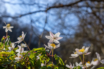 Anemone nemorosa wild flowers on a meadow in spring