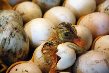 Duckling comes out of the egg in a hatchery, incubator.