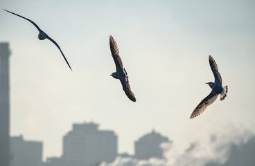 Sea gull morning fly city scape cold