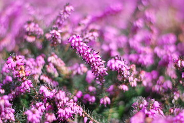 Schneeheide (Erica carnea)