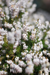 Schneeheide (Erica carnea)
