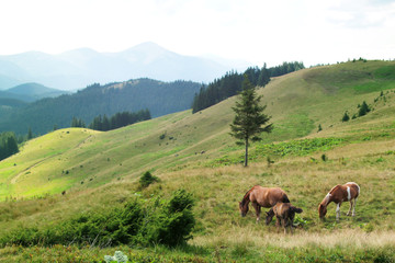 Fototapeta na wymiar Family of horses on the mountain Kostrich in the Carpathians against the background of wooded mountains