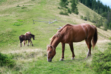 Plakat Horses on pasture in the high hills of the Carpathians