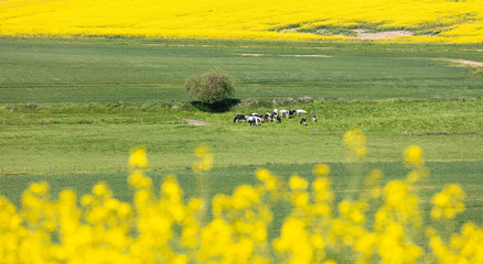 Milchuh auf Weide in Deutschland